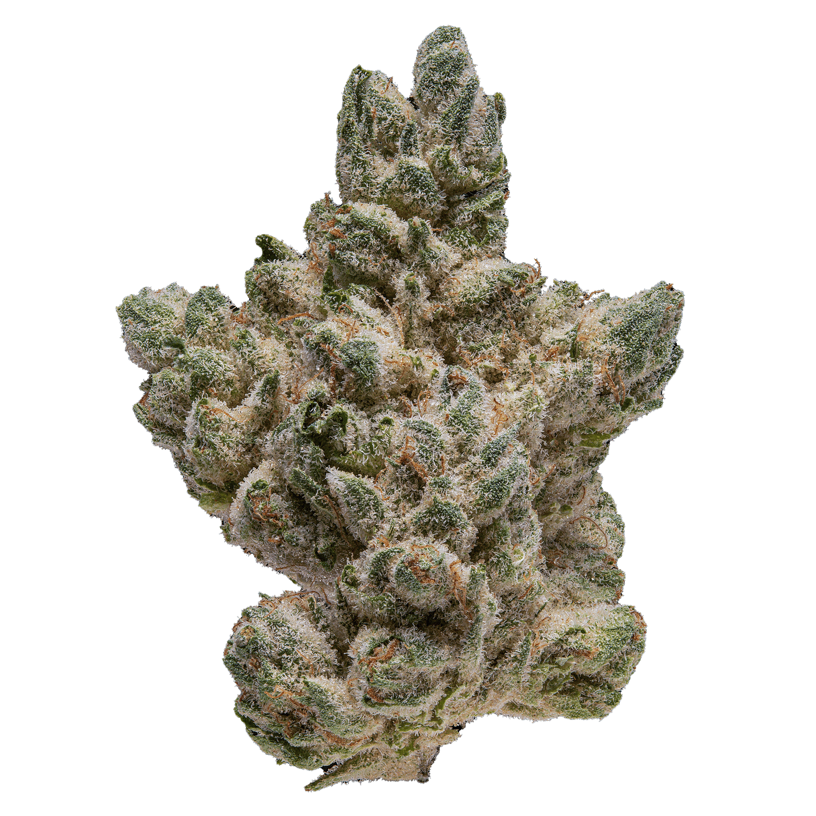 Kache signature indoor flower PapayaCake2kTransparentCompressed