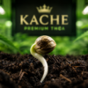 How Cannabis Is Grown: Our Complete Seed-to-Harvest Process