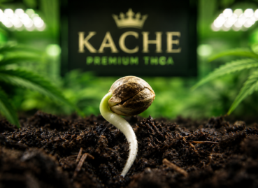 How Cannabis Is Grown: Our Complete Seed-to-Harvest Process