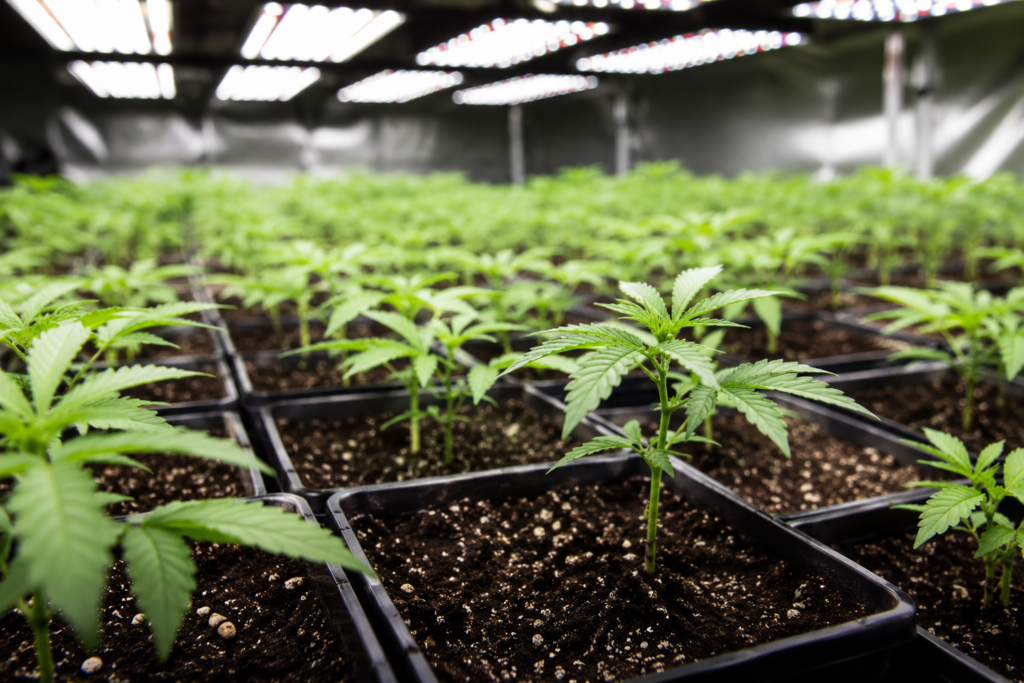 Young cannabis seedlings under professional cultivation lighting.