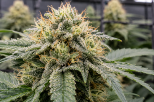 close up image of flowering cannabis covered in trichomes