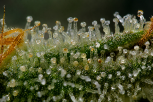 Macro photograph of mature trichomes ready for harvest.