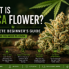 What Is THCA Flower? Complete Beginner’s Guide