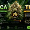 THCA vs THC: What’s the Difference?
